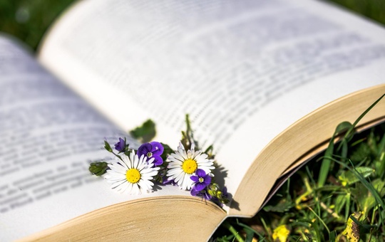 aufgeschlagenes Buch mit Gänseblümchen im Sommer auf einer Wiese